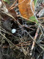 Marasmiellus