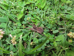 Tigrosa georgicola