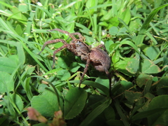 Tigrosa georgicola