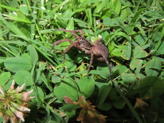 Tigrosa georgicola