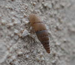 Papillifera papillaris