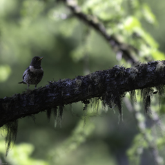 Turdus torquatus