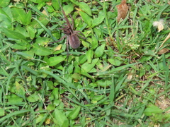 Tigrosa georgicola