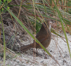 Dasyornis brachypterus