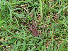 Tigrosa georgicola