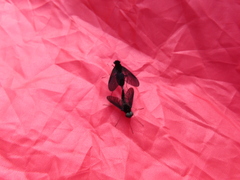 Chrysopilus velutinus