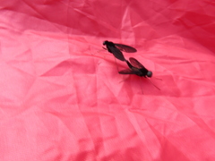 Chrysopilus velutinus