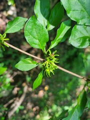Vangueria macrocalyx