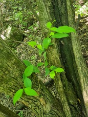 Vangueria macrocalyx