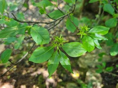 Vangueria macrocalyx