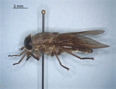 Tabanus