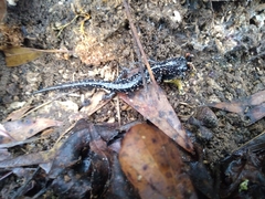 Plethodon mississippi
