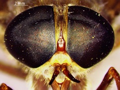 Tabanus