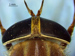 Tabanus
