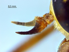 Tabanus