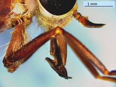 Tabanus