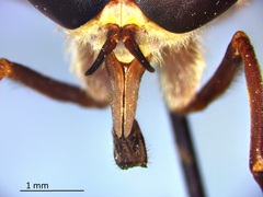 Tabanus