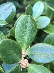 Eurytetranychus buxi