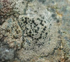 Rhizocarpon reductum