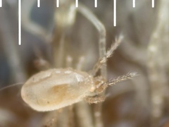 Phytoseiidae