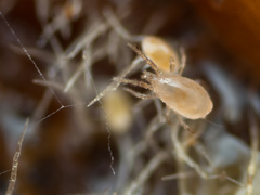 Phytoseiidae