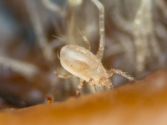 Phytoseiidae