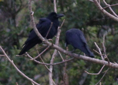Corvus macrorhynchos levaillantii