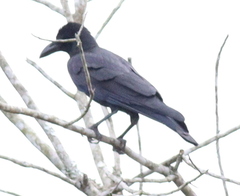 Corvus macrorhynchos levaillantii