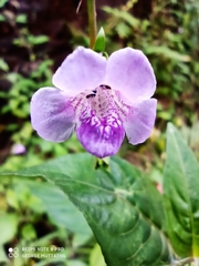 Asystasia dalzelliana