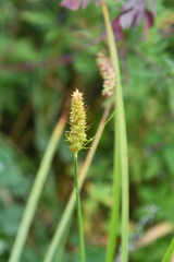 Carex leiorhyncha