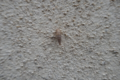 Papillifera papillaris