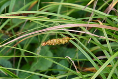 Carex leiorhyncha