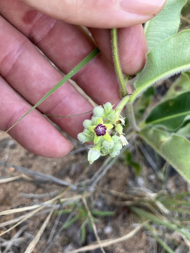 Raphionacme procumbens