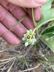 Raphionacme procumbens