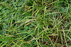 Carex leiorhyncha