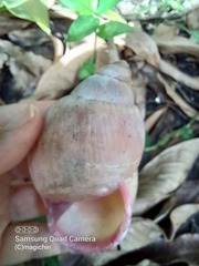 Megalobulimus oblongus