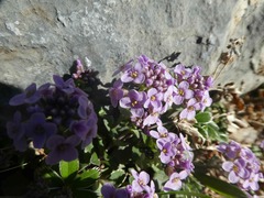 Noccaea rotundifolia