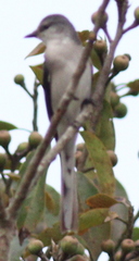 Pericrocotus divaricatus