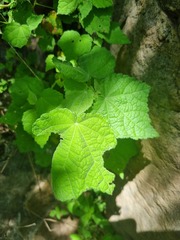 Pavonia columella