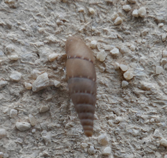 Papillifera papillaris