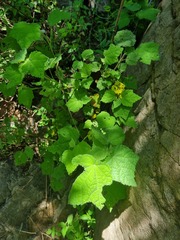 Pavonia columella