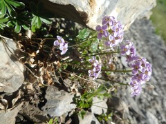 Noccaea rotundifolia