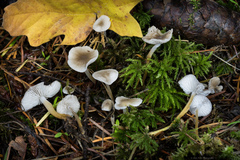 Strobilurus albipilatus