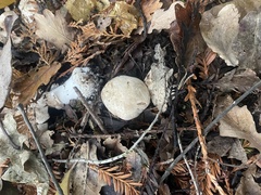 Agaricus hondensis