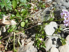 Noccaea rotundifolia