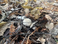 Agaricus hondensis
