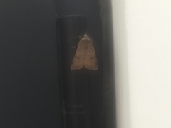 Cerastis faceta