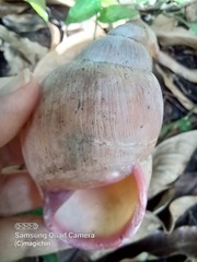 Megalobulimus oblongus
