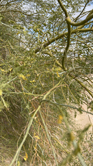Parkinsonia florida