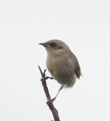 Fuscous Honeyeater photo 4